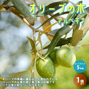 オリーブ 苗の人気商品 通販 価格比較 価格 Com