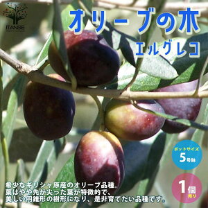 オリーブ 苗の人気商品 通販 価格比較 価格 Com