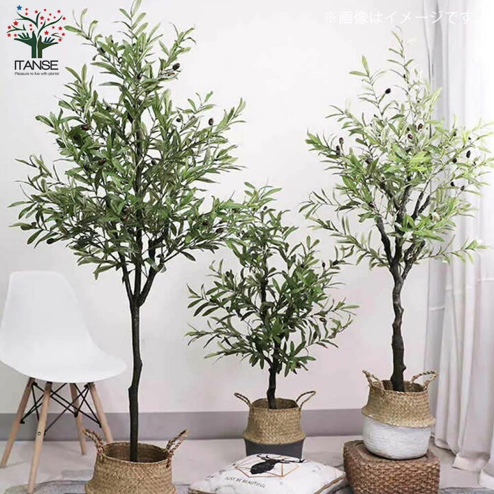 1139円 即納 オリーブ レッチーノ 5号鉢 送料無料 観葉植物 オリーブの木 苗