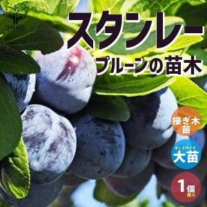 プルーン 苗の人気商品 通販 価格比較 価格 Com