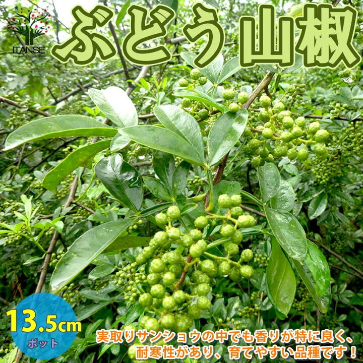 楽天市場 送料無料 山椒の苗木ぶどう山椒 ブドウサンショ 果樹の苗木 13 5cmポット 1個売り 山椒苗 さんしょう苗 さんしょ苗 サンショウ苗 サンショ苗 花山椒苗 花山椒苗木 花山椒の苗 果樹苗 果樹 果物 ハーブ 栽培 ガーデニング 家庭菜園 農園 植物販売の 楽天市場 送料無料 山椒の苗木ぶどう山椒 ブドウサンショ 果樹の苗木 13 5cmポット 1個売り 山椒苗 さんしょう苗 さんしょ苗 サンショウ苗 サンショ苗 花山椒苗 花山椒苗木 花山椒の苗 果樹苗 果樹 果物 ハーブ 栽培 ガーデニング 家庭菜園 農園 植物販売の