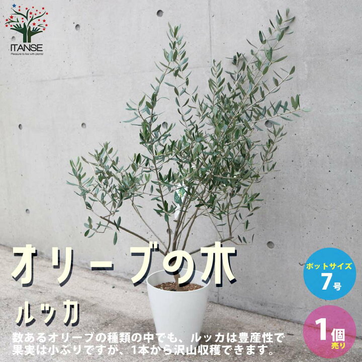 楽天市場 送料無料 オリーブの苗木ルッカ 果樹の苗木 7号白テーパード鉢 1個売り オリーブ苗 オリーブ苗木 オリーブの苗木 オリーブの苗 おりーぶ Olive シンボルツリー 家庭菜園 ガーデニング 植物販売のｉｔａｎｓｅ楽天市場店