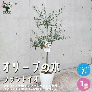 オリーブ 苗の人気商品 通販 価格比較 価格 Com