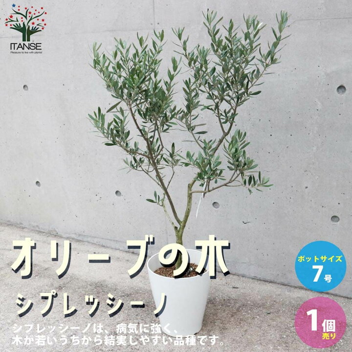 楽天市場】【送料無料】オリーブの苗木シプレッシーノ 果樹の苗木 7号 