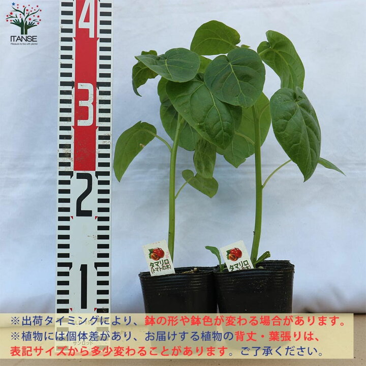 楽天市場 送料無料 トマトの木 タマリロ の苗 12cmポット 自根苗 1個売り 果樹苗 タマリロ苗 たまりろ苗 家庭菜園 ガーデニング ベランダ 露地栽培 簡単栽培 鉢植え プランター Tomato 春植え 夏植え 野菜苗 フルーツ ツリートマト 希少品種 植物販売の