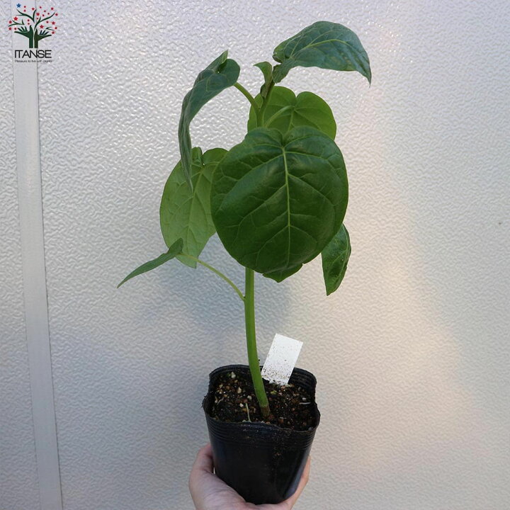 楽天市場 送料無料 トマトの木 タマリロ の苗 12cmポット 自根苗 1個売り 果樹苗 タマリロ苗 たまりろ苗 家庭菜園 ガーデニング ベランダ 露地栽培 簡単栽培 鉢植え プランター Tomato 春植え 夏植え 野菜苗 フルーツ ツリートマト 希少品種 植物販売の