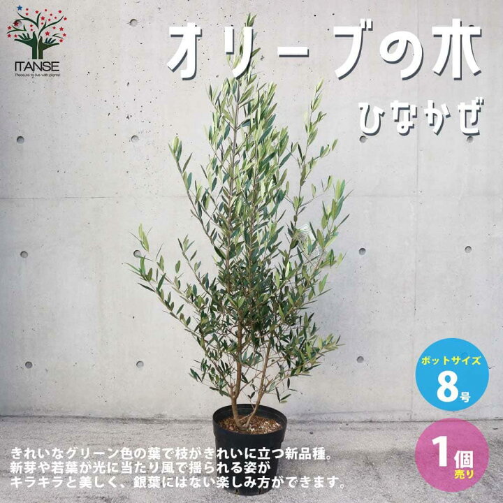 楽天市場 送料無料 オリーブの苗木品種 ひなかぜ 果樹の苗木 8号ポット苗 1個売り オリーブ苗 オリーブ苗木 オリーブの苗木 オリーブの苗 おりーぶ Olive シンボルツリー 家庭菜園 ガーデニング 植物販売のｉｔａｎｓｅ楽天市場店