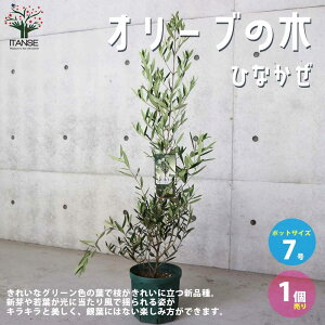 ySSԑSi10OFFzI[u̕cؕiFЂȂ ʎ̕c 7Xbg 1 I[uc I[uc I[u̕c I[u̕c [ olive V{c[ ƒ؉ K[