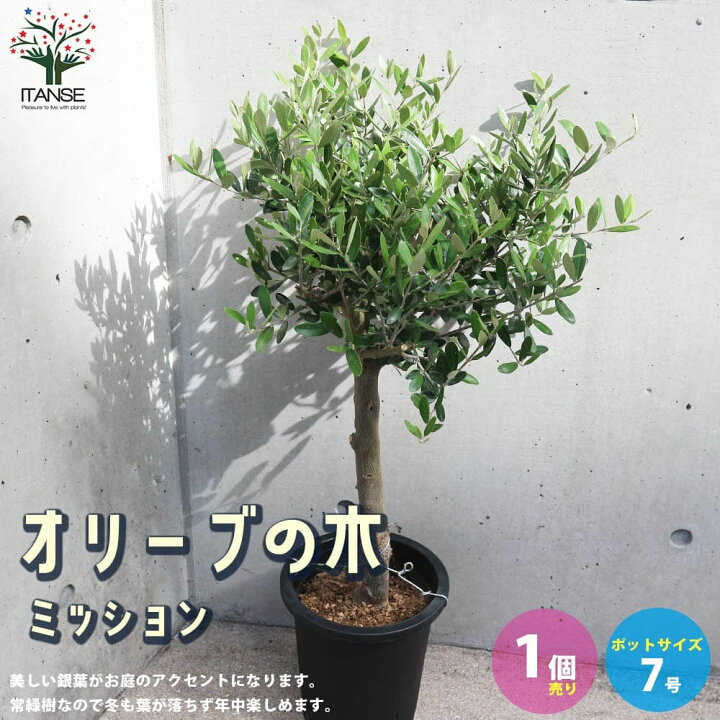 楽天市場 送料無料 オリーブの苗木品種 ミッション 果樹の苗木 7号鉢スタンド仕立て 1個売り オリーブ苗 オリーブ苗木 オリーブの苗木 オリーブの 苗 おりーぶ Olive シンボルツリー 家庭菜園 ガーデニング 植物販売のｉｔａｎｓｅ楽天市場店