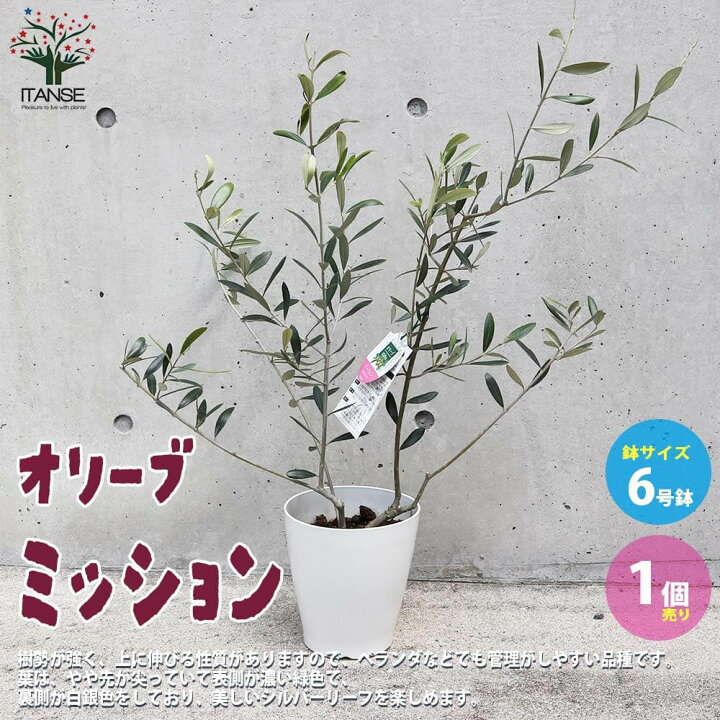 楽天市場 送料無料 オリーブの苗木 品種 ミッション 果樹の苗木 Mサイズ6号白テーパード鉢 1個売り オリーブ苗 オリーブ苗木 オリーブの苗木 オリーブの苗 おりーぶ Olive シンボルツリー 家庭菜園 ガーデニング 植物販売のｉｔａｎｓｅ楽天市場店