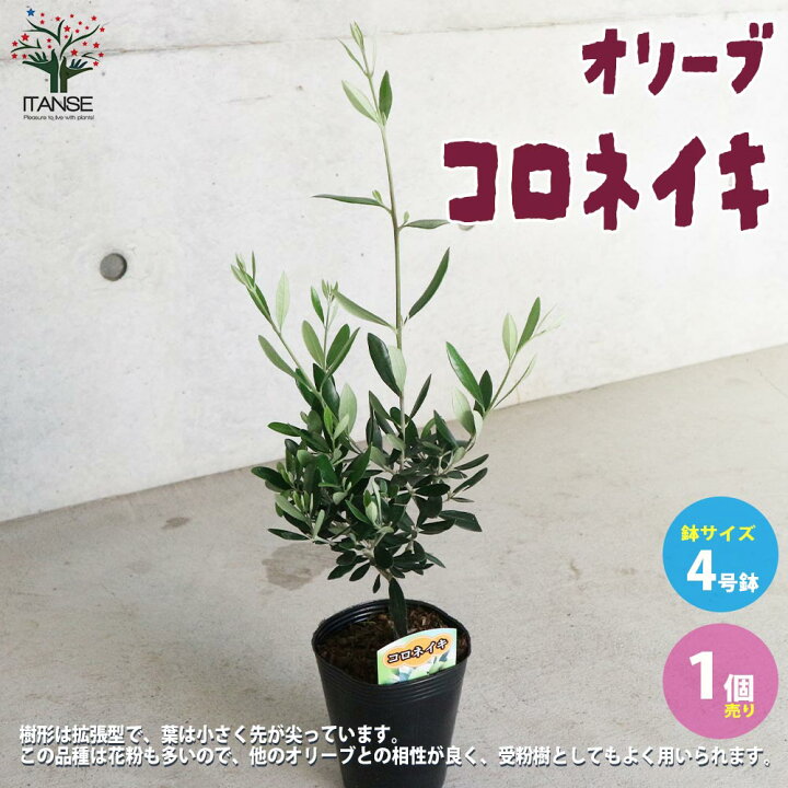 楽天市場 送料無料 オリーブの苗木 品種 コロネイキ 果樹の苗木 4号ポット苗 1個売り オリーブ苗 オリーブ苗木 オリーブの苗木 オリーブの苗 おりーぶ Olive シンボルツリー 家庭菜園 ガーデニング 植物販売のｉｔａｎｓｅ楽天市場店