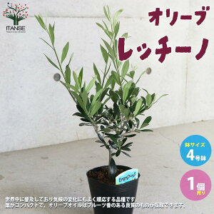 オリーブ 苗の人気商品 通販 価格比較 価格 Com