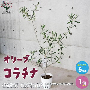 �y�}���\����P5�{�z�I���[�u�̕c�� �i��F�R���`�i ( �R���e�B�[�i ) �ʎ��̕c�� 6�����e�[�p�[�h�� M�T�C�Y 1���� �I���[�u�c �I���[�u�c�� �I���[�u�̕c�� �I���[�u�̕c ����[�� olive �V