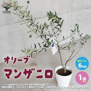 �y�}���\����P5�{�z�I���[�u�̕c�� �i��F�}���U�j�� �ʎ��̕c�� 6�����e�[�p�[�h�� M�T�C�Y 1���� �I���[�u�c �I���[�u�c�� �I���[�u�̕c�� �I���[�u�̕c ����[�� olive �V���{���c���[ 