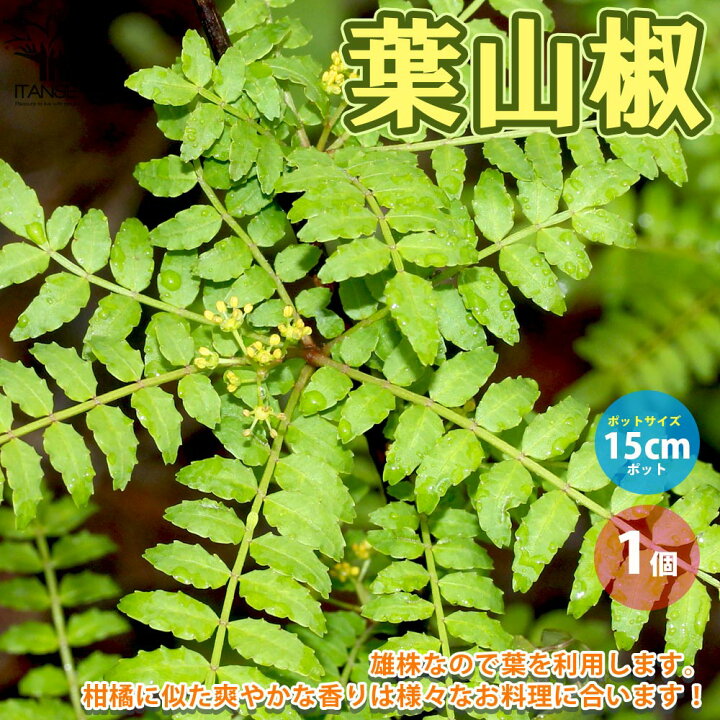楽天市場 送料無料 葉山椒 ハザンショウ 果樹の苗木 15cmポット苗 1個売り 葉サンショウ 椒 ハジカミ 木の芽 栽培 ガーデニング 家庭菜園 植物販売のｉｔａｎｓｅ楽天市場店