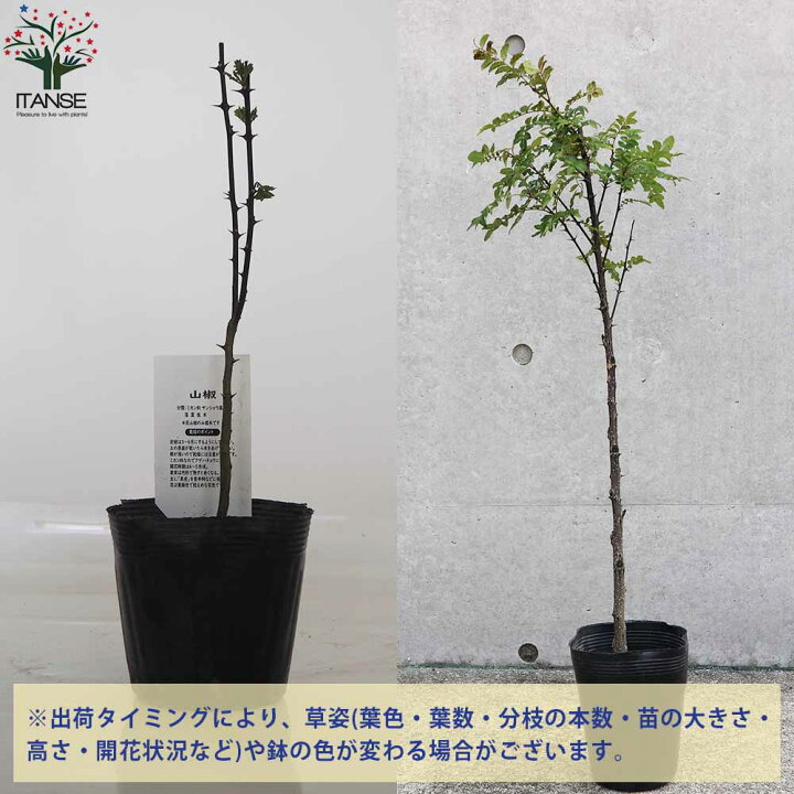 楽天市場 送料無料 葉山椒 ハザンショウ 果樹の苗木 15cmポット苗 1個売り 葉サンショウ 椒 ハジカミ 木の芽 栽培 ガーデニング 家庭菜園 植物販売のｉｔａｎｓｅ楽天市場店