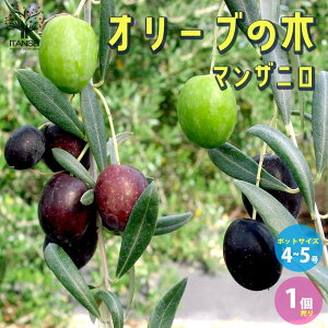 y}\ԁPAbvzI[u̕c iF}Uj ʎ̕c 4`5|bg 1 I[uc I[uc I[u̕c I[u̕c [ olive V{c[ ƒ