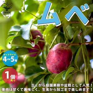 苗 果樹の人気商品 通販 価格比較 価格 Com 苗 果樹の人気商品 通販 価格比較 価格 Com
