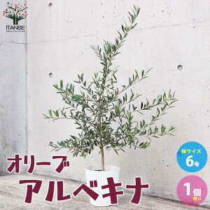 【送料無料】オリーブの苗木 品種:アルベキナ 果樹の苗木 6号白テーパード鉢 Mサイズ 1個売り オリーブ苗 オリーブ苗木 オリーブの苗木 オリーブの苗 おりーぶ olive シンボルツリー 家庭菜