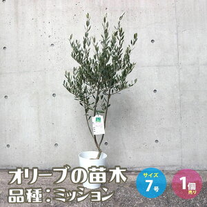 【送料無料】オリーブの苗木品種:ミッション 果樹の苗木 7号テーパード鉢 1個売り オリーブ苗 オリーブ苗木 オリーブの苗木 オリーブの苗 おりーぶ olive シンボルツリー 家庭菜園 ガーデニ