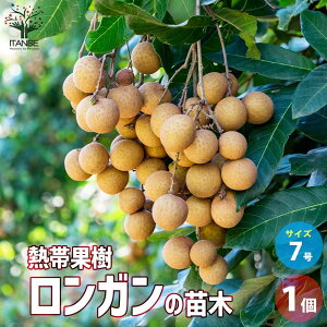 y}\ԁPAbvzK (  EK ) ̕c ʎ̕c 7|bg 1 ʎ ʎc c K  EK Dimocarpus longan L. Longan p  [