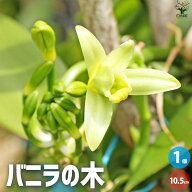 【送料無料】バニラの木 ブルボン種 花苗 10.5cmポット ブルボン バニラの苗木 バニラビーンズ プラニフ…