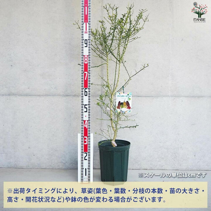 楽天市場】【ポイント2倍☆マラソン期間】フィンガーライム パープル 