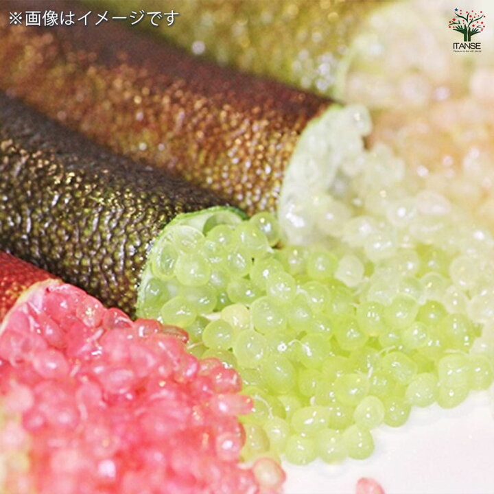 楽天市場】【ポイント2倍☆マラソン期間】フィンガーライム パープル 