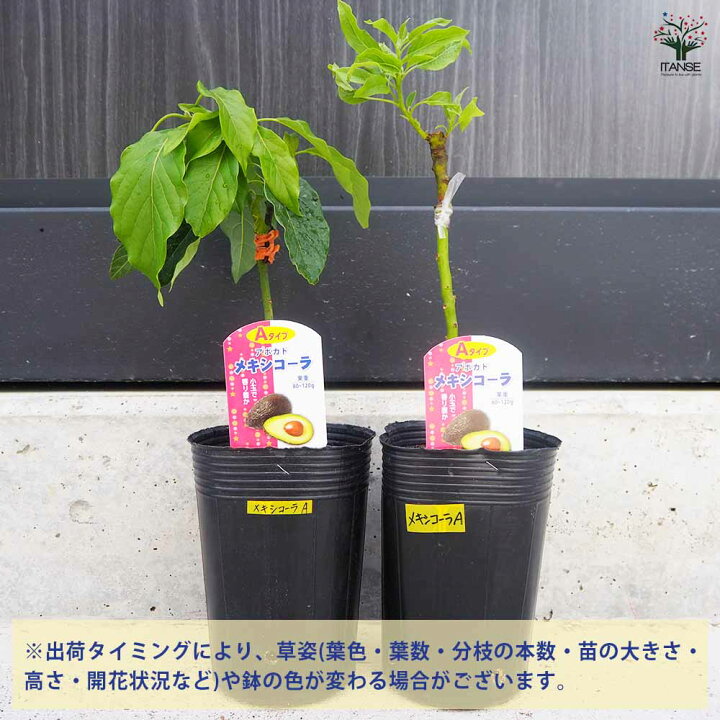 楽天市場】ITANSE アボカド メキシコーラ 果樹の苗木 接木苗4.5号 