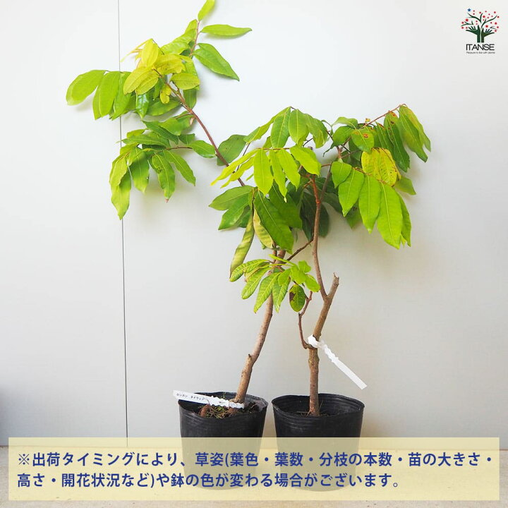 楽天市場】【マラソン期間P5倍】ロンガン ( 竜眼 リュウガン ) の苗木 