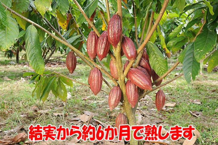 楽天市場 送料無料 カカオの木 果樹苗 10 5cmポット お買い得2個セット カカオの木 苗木 お買い得 Cacao 観葉植物 トロピカル果樹 カカオ豆 チョコレート ココアの原料 シンボルツリー 開店祝い 新築祝い 植物販売のitanse楽天市場店 楽天市場 送料無料 カカオの木 果樹苗 10 5cmポット お買い得2個セット カカオの木 苗木 お買い得 Cacao 観葉植物 トロピカル果樹 カカオ豆 チョコレート ココアの原料 シンボルツリー 開店祝い 新築祝い 植物販売のitanse楽天市場店