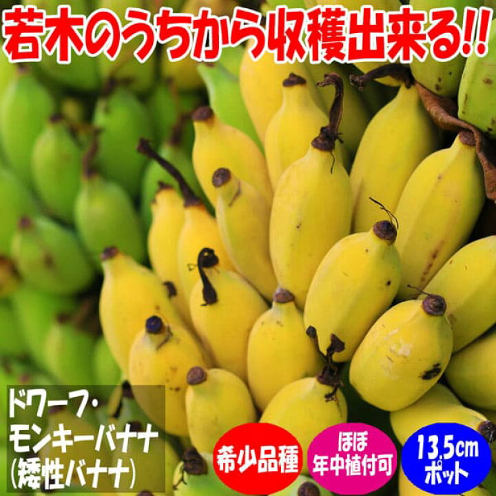 楽天市場 送料無料 ドワーフ モンキーバナナ 果樹苗 13 5cmポット 1個 バナナ苗 ばなな苗 人気 矮性バナナ 南国フルーツ 苗木 甘い 品種 熱帯果樹苗 多収穫 小型 フルーツ 農園 農場 ハウス栽培 露地栽培 鑑賞 観葉植物 家庭菜園 ガーデニング 植物販売の