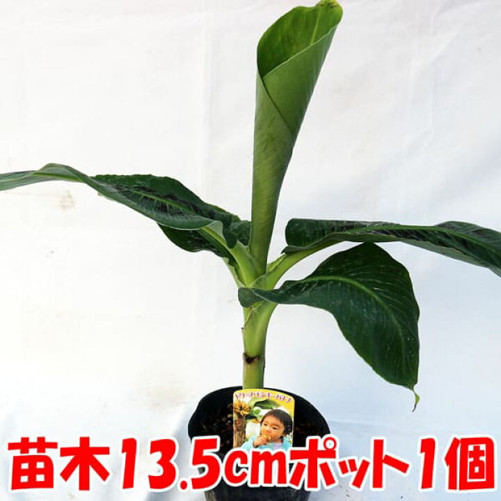 楽天市場 送料無料 ドワーフ モンキーバナナ 果樹苗 13 5cmポット 1個 バナナ苗 ばなな苗 人気 矮性バナナ 南国フルーツ 苗木 甘い 品種 熱帯果樹苗 多収穫 小型 フルーツ 農園 農場 ハウス栽培 露地栽培 鑑賞 観葉植物 家庭菜園 ガーデニング 植物販売の