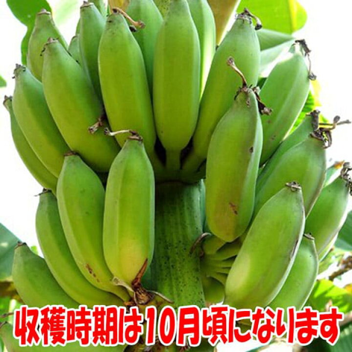 楽天市場 送料無料 ドワーフ モンキーバナナ 果樹苗 13 5cmポット 1個 バナナ苗 ばなな苗 人気 矮性バナナ 南国フルーツ 苗木 甘い 品種 熱帯果樹苗 多収穫 小型 フルーツ 農園 農場 ハウス栽培 露地栽培 鑑賞 観葉植物 家庭菜園 ガーデニング 植物販売の 楽天市場 送料無料 ドワーフ モンキーバナナ 果樹苗 13 5cmポット 1個 バナナ苗 ばなな苗 人気 矮性バナナ 南国フルーツ 苗木 甘い 品種 熱帯果樹苗 多収穫 小型 フルーツ 農園 農場 ハウス栽培 露地栽培 鑑賞 観葉植物 家庭菜園 ガーデニング 植物販売の