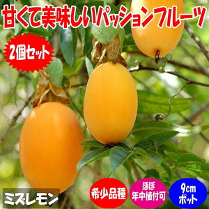 【マラソン期間★ポイント5倍】ミズレモン 果樹苗 9cmポット2個 レモン lemon 年中植付け 通年 育てやすい トケイソウ ラウリフォリア 長期間開花 美味しい Water Lemon 甘い 果汁 薄皮 料理 耐暑