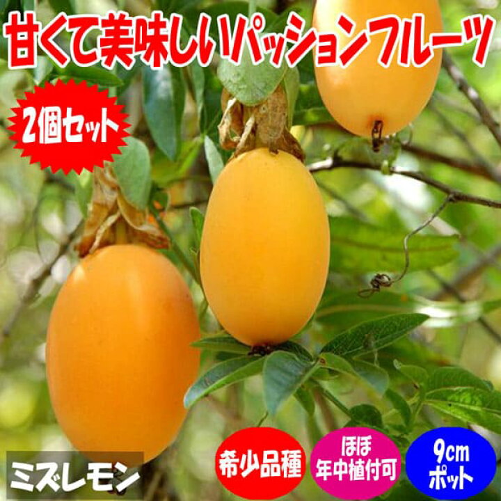 楽天市場 送料無料 ミズレモン 果樹苗 9cmポット2個 レモン Lemon 年中植付け 通年 育てやすい トケイソウ ラウリフォリア 長期間開花 美味しい Water Lemon 甘い 果汁 薄皮 料理 耐暑性 実つき 植物販売のｉｔａｎｓｅ楽天市場店