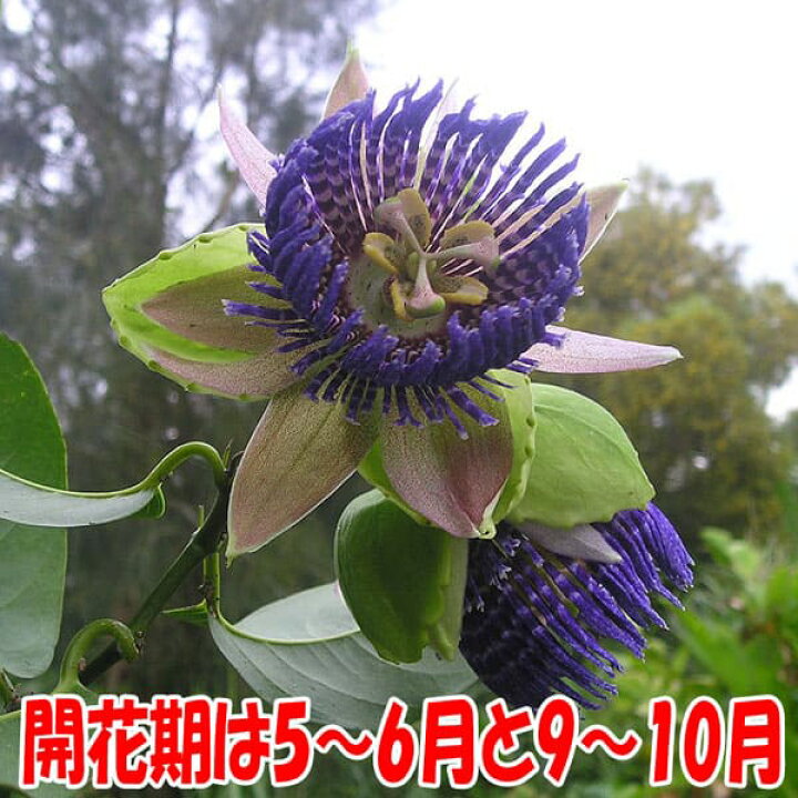 楽天市場 送料無料 ミズレモン 果樹苗 9cmポット2個 レモン Lemon 年中植付け 通年 育てやすい トケイソウ ラウリフォリア 長期間開花 美味しい Water Lemon 甘い 果汁 薄皮 料理 耐暑性 実つき 植物販売のｉｔａｎｓｅ楽天市場店