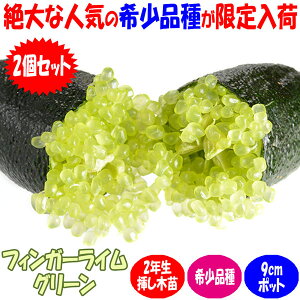 ySSԑSi10OFFztBK[C O[ ʎc 2N }ؕc 9cm|bg 2Zbg c } LrAC VgX ubV t[c X  k ʎ x_  V{