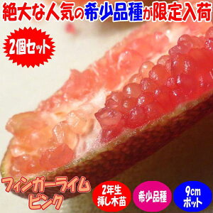 苗 フィンガーライムの人気商品 通販 価格比較 価格 Com