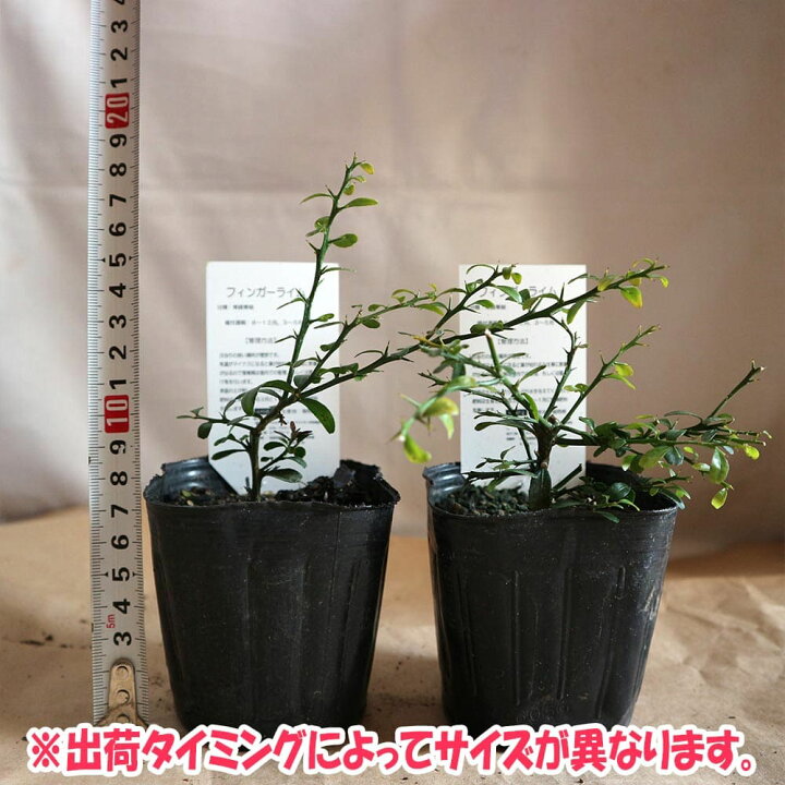 楽天市場 送料無料 フィンガーライム ピンク 果樹苗 2年生 挿し木苗 9cmポット 2個セット 苗木 挿木 キャビアライム シトラス ブッシュ フルーツ 森の 希少 柑橘 果樹 ベランダ 庭木 植物販売のｉｔａｎｓｅ楽天市場店