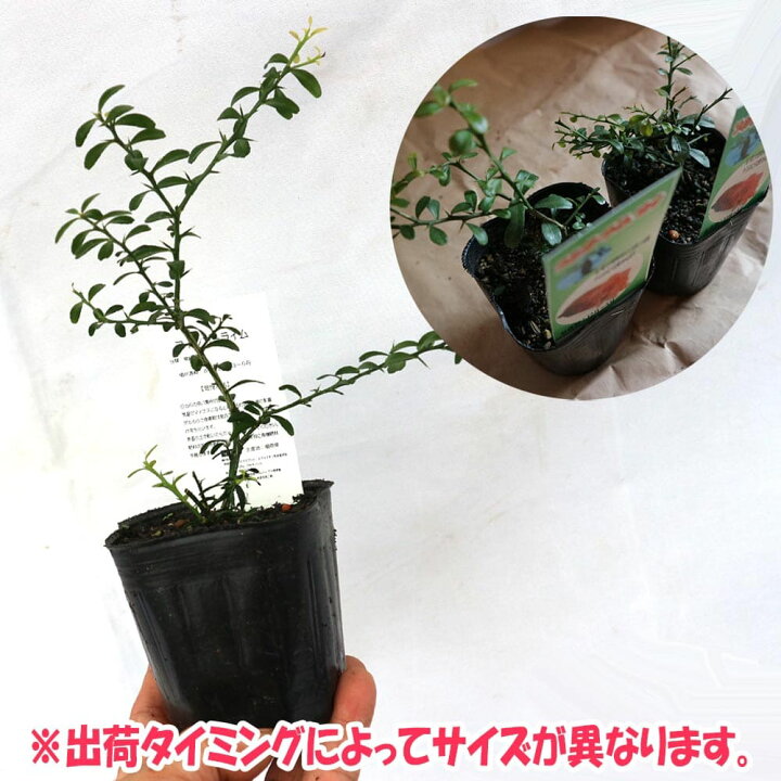 楽天市場 送料無料 フィンガーライム ピンク 果樹苗 2年生 挿し木苗 9cmポット 2個セット 苗木 挿木 キャビアライム シトラス ブッシュ フルーツ 森の 希少 柑橘 果樹 ベランダ 庭木 植物販売のｉｔａｎｓｅ楽天市場店