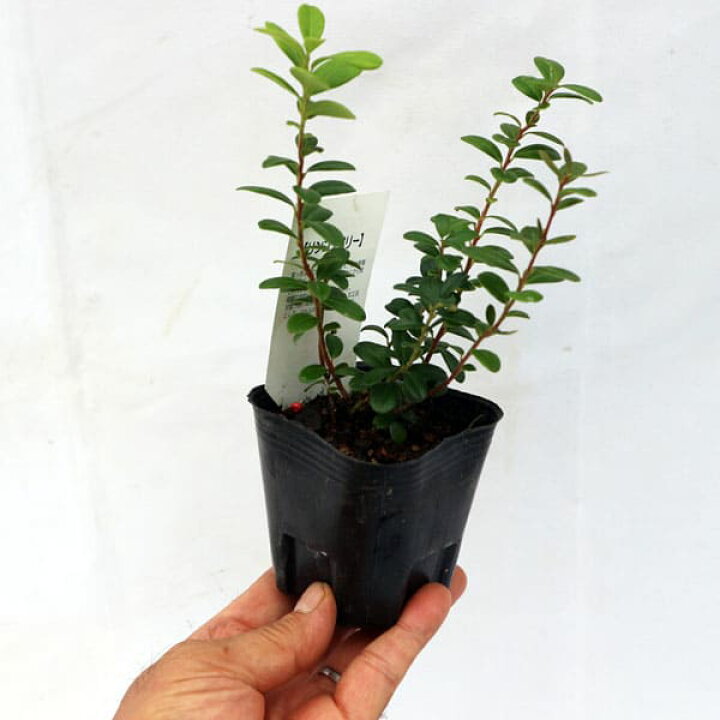 楽天市場 送料無料 リンゴンベリー9cmポット苗 挿し木苗 お買い得2個セット 果樹二年生挿し木苗 即出荷 リンゴンベリーには驚く程の量のビタミンeが含まれ またマンガンも豊富に含まれており良質な食物繊維を摂取できます 植物販売のｉｔａｎｓｅ楽天市場店