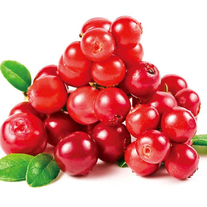 楽天市場 送料無料 リンゴンベリー9cmポット苗 挿し木苗 お買い得2個セット 果樹二年生挿し木苗 即出荷 リンゴンベリーには驚く程の量のビタミンeが含まれ またマンガンも豊富に含まれており良質な食物繊維を摂取できます 植物販売のｉｔａｎｓｅ楽天市場店