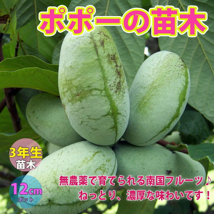 楽天市場 送料無料 ポポーの苗木 果樹苗 3年生実生苗12cmポット 1個 希少品種 珍味 アケビガキ ポポーノキ マンゴー プリン 温帯樹木 フルーツ 果実 自家結実性 受粉樹 両性花 シンボルツリー 庭園果樹 果樹畑 植物販売のｉｔａｎｓｅ楽天市場店