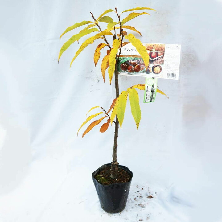 年末年始大決算 ぽろすけ 接木苗 ポロスケ クリ 果樹苗木 栗 くり Rmladv Com Br