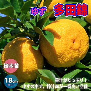 柚子 苗の人気商品 通販 価格比較 価格 Com