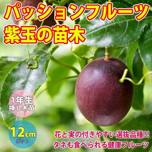 苗 パッションフルーツの人気商品 通販 価格比較 価格 Com