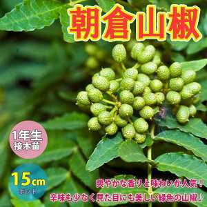 生 山椒 苗の人気商品 通販 価格比較 価格 Com
