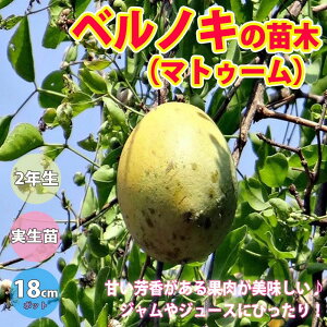 ySSԑSi10OFFzxmL̕c 30cm 1{ 18cm|bg 2Nc AGO }X k k bael fruit tree ʎc ʎ ʕ  ͔|  [