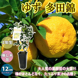 柚子 苗の人気商品 通販 価格比較 価格 Com